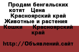 Продам бенгальских котят › Цена ­ 15 000 - Красноярский край Животные и растения » Кошки   . Красноярский край